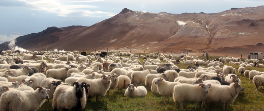 Icelandic_sheep